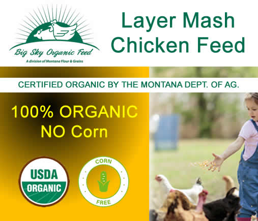 Organic Layer Mash - Chicken Feed - No Corn