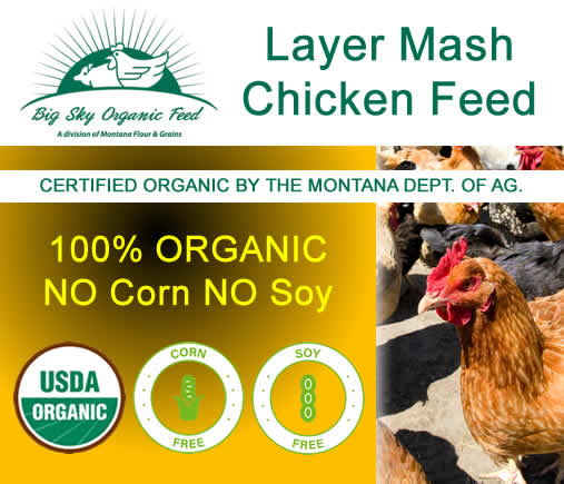 Organic Layer Mash - Chicken feed - No Corn No Soy